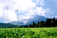 mountains and grass