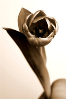 Tulip 7
